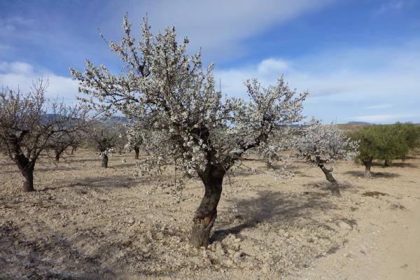 Case Study Spain: Quipar - Hydrological Extreme